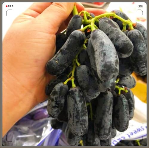 Winterhart Mehrjährig,Tafel-Trauben Weinreben Vitis Vinifera,Weintrauben Kernlos,Weintraube-1zwiebeln-f von FKGNQS