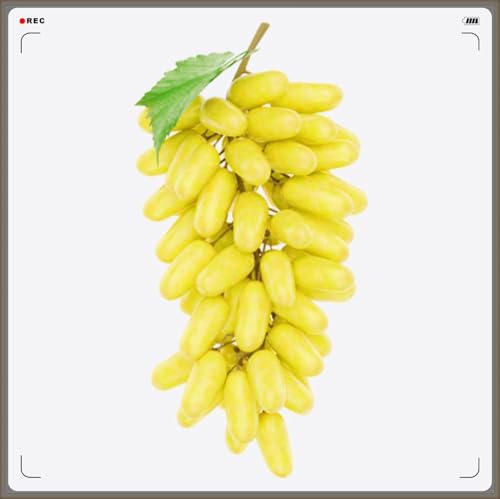 Winterhart Mehrjährig,Tafel-Trauben Weinreben Vitis Vinifera,Weintrauben Kernlos,Weintraube-2zwiebeln-a von FKGNQS