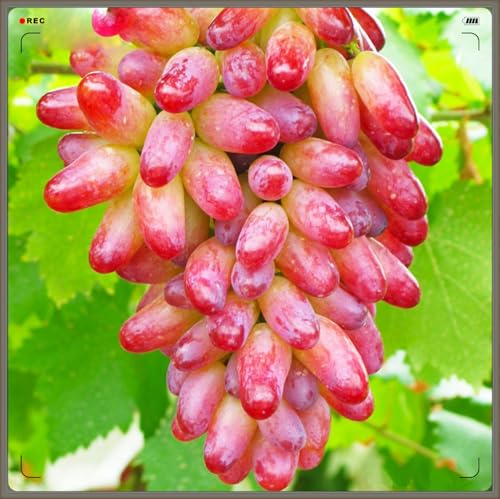 Winterhart Mehrjährig,Tafel-Trauben Weinreben Vitis Vinifera,Weintrauben Kernlos,Weintraube-3zwiebeln-b von FKGNQS