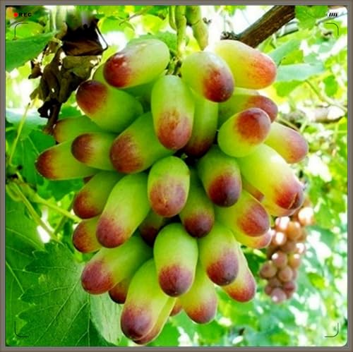 Winterhart Mehrjährig,Tafel-Trauben Weinreben Vitis Vinifera,Weintrauben Kernlos,Weintraube-3zwiebeln-h von FKGNQS