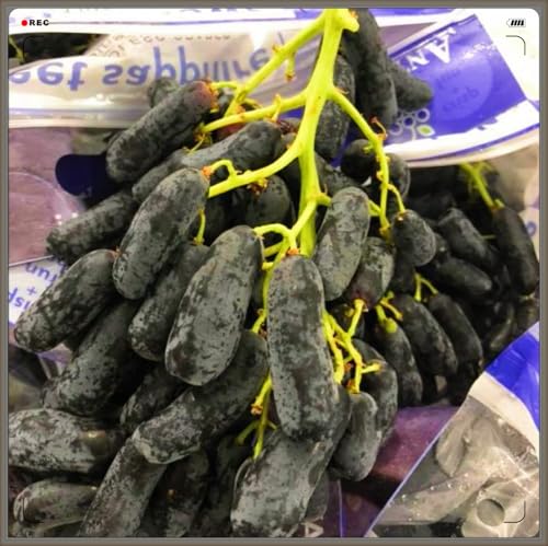 Winterhart Mehrjährig,Tafel-Trauben Weinreben Vitis Vinifera,Weintrauben Kernlos,Weintraube-4zwiebeln-g von FKGNQS
