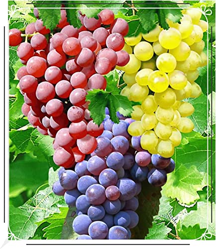 Winterhart Mehrjährig,Weintrauben Kernlos Kernlose Weinreben Pflanzen,Tafel-Traube,Tafel-Trauben Weinreben Vitis Vinifera,Weinreben Winterhart,Tafeltraube,Weintraube-4zwiebeln-a von FKGNQS