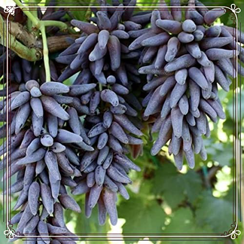 Winterhart Mehrjährig,Weintrauben Kernlos Kernlose Weinreben Pflanzen Tafel-Trauben Weinreben Vitis Vinifera,Tafel-Traube,Weinreben Winterhart,Tafeltraube,Weintraube-3zwiebeln-c Winterhart Mehrjährig,Weintrauben Kernlos Kernlose Weinreben Pflanzen Tafel-Trauben Weinreben Vitis Vinifera,Tafel-Traube,Weinreben Winterhart,Tafeltraube,Weintraube-3zwiebeln-c von FKGNQS