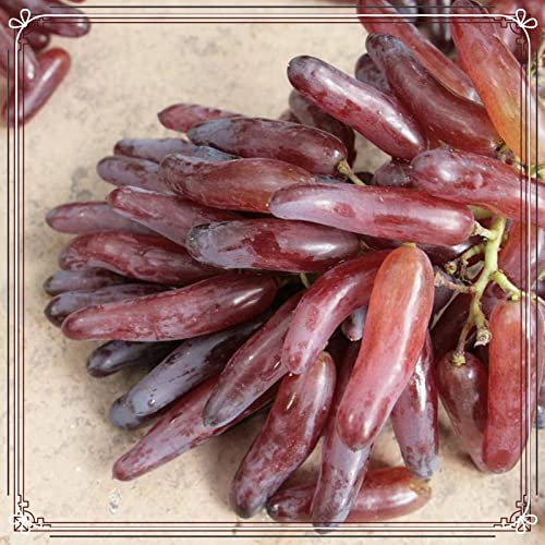 Winterhart Mehrjährig,Weintrauben Kernlos Kernlose Weinreben Pflanzen Tafel-Trauben Weinreben Vitis Vinifera,Weinreben Winterhart,Tafeltraube,Weintraube,Tafel-Traube-1zwiebeln-e von FKGNQS