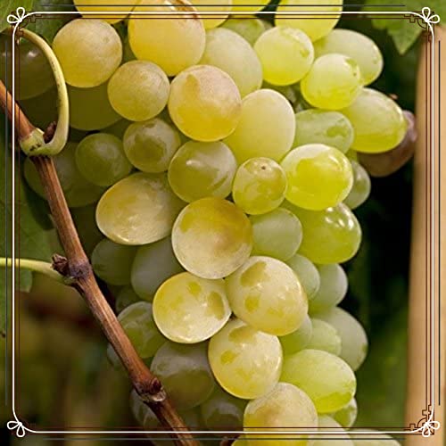 Winterhart Mehrjährig Kernlose Tafel-Trauben Weinreben Vitis Vinifera Weinreben Winterhart Weinreben Pflanzen Tafeltraube Weintraube Weintrauben Kernlos Tafel-Traube-4zwiebeln-d von FKGNQS