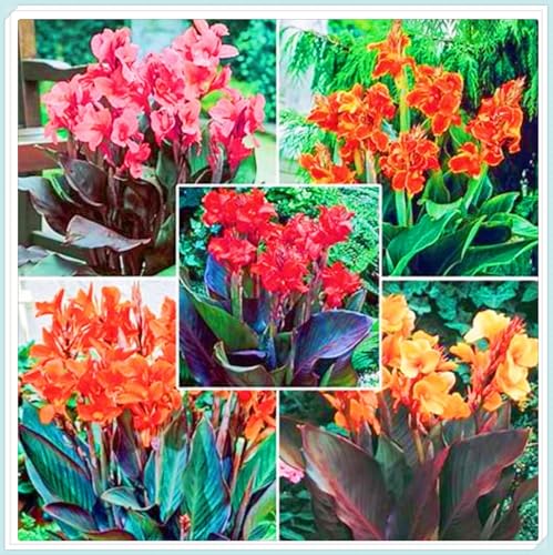 Winterharte mehrjährige Einfach zu Pflegen Seltene Canna Schnelles Gärten Geschenk bereit-5zwiebeln-b Winterharte mehrjährige Einfach zu Pflegen Seltene Canna Schnelles Gärten Geschenk bereit-5zwiebeln-b von FKGNQS