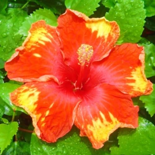 Winterharte mehrjährige Einfach zu Pflegen Seltene Hibiskus Schnelles Gärten Geschenk bereit-1zwiebeln-h von FKGNQS