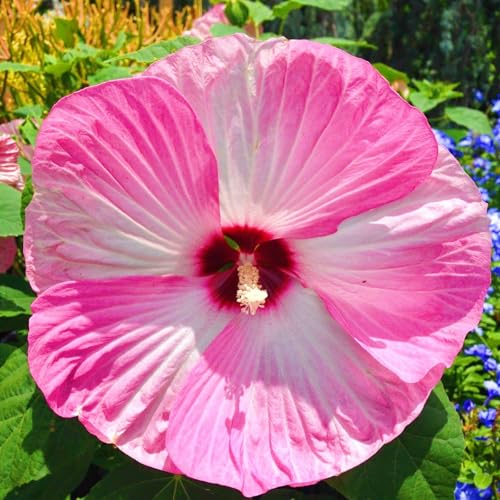 Winterharte mehrjährige Einfach zu Pflegen Seltene Hibiskus Schnelles Gärten Geschenk bereit-4zwiebeln-b Winterharte mehrjährige Einfach zu Pflegen Seltene Hibiskus Schnelles Gärten Geschenk bereit-4zwiebeln-b von FKGNQS