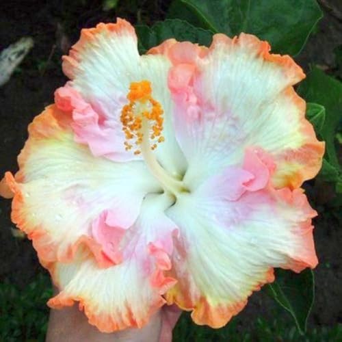 Winterharte mehrjährige Einfach zu Pflegen Seltene Hibiskus Schnelles Gärten Geschenk bereit-4zwiebeln-c Winterharte mehrjährige Einfach zu Pflegen Seltene Hibiskus Schnelles Gärten Geschenk bereit-4zwiebeln-c von FKGNQS