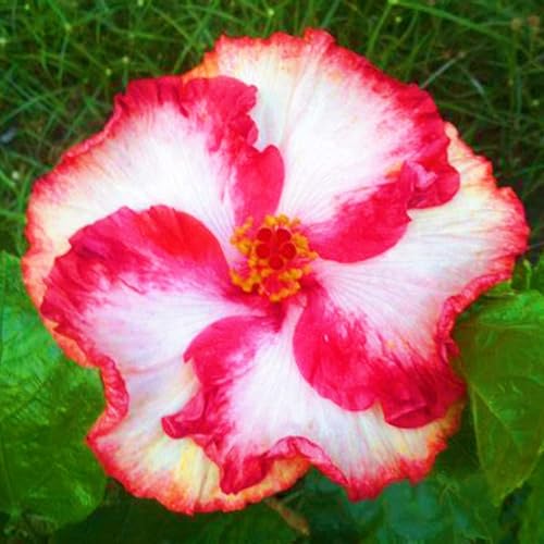 Winterharte mehrjährige Einfach zu Pflegen Seltene Hibiskus Schnelles Gärten Geschenk bereit-4zwiebeln-e Winterharte mehrjährige Einfach zu Pflegen Seltene Hibiskus Schnelles Gärten Geschenk bereit-4zwiebeln-e von FKGNQS