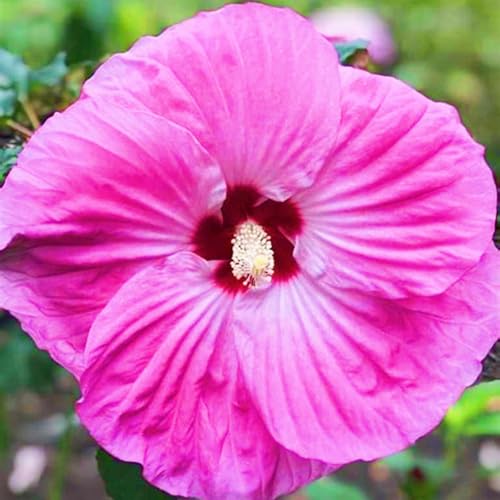 Winterharte mehrjährige Einfach zu Pflegen Seltene Hibiskus Schnelles Gärten Geschenk bereit-5zwiebeln-d Winterharte mehrjährige Einfach zu Pflegen Seltene Hibiskus Schnelles Gärten Geschenk bereit-5zwiebeln-d von FKGNQS