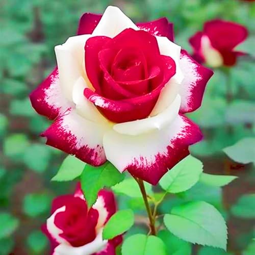 Winterharte mehrjährige Einfach zu Pflegen Seltene Rosen Schnelles Gärten Geschenk bereit-4Rosenzwiebeln-h Winterharte mehrjährige Einfach zu Pflegen Seltene Rosen Schnelles Gärten Geschenk bereit-4Rosenzwiebeln-h von FKGNQS