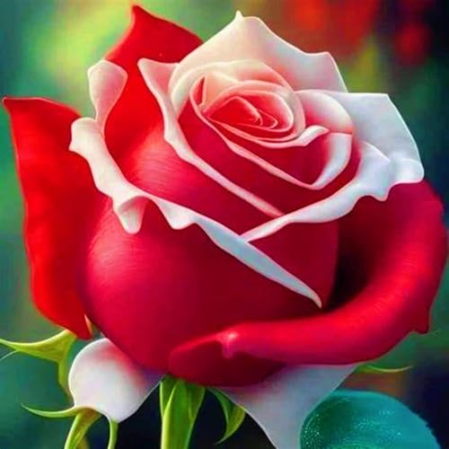 Winterharte mehrjährige Einfach zu Pflegen Seltene Rosen Schnelles Gärten Geschenk bereit-5Rosenzwiebeln-c Winterharte mehrjährige Einfach zu Pflegen Seltene Rosen Schnelles Gärten Geschenk bereit-5Rosenzwiebeln-c von FKGNQS