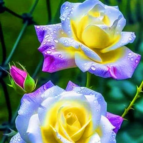 Winterharte mehrjährige Einfach zu Pflegen Seltene Rosen Schnelles Gärten Geschenk bereit-5Rosenzwiebeln-d Winterharte mehrjährige Einfach zu Pflegen Seltene Rosen Schnelles Gärten Geschenk bereit-5Rosenzwiebeln-d von FKGNQS