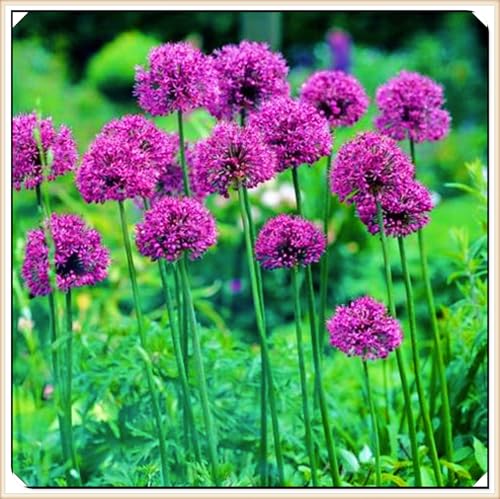 Winterharte mehrjährige Landschaftspflanzen Seltene Allium Einfach zu Pflegen Schnelles -15zwiebeln-f von FKGNQS