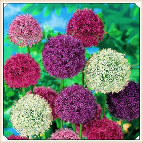 Winterharte mehrjährige Landschaftspflanzen Seltene Allium Einfach zu Pflegen Schnelles -4zwiebeln-c Winterharte mehrjährige Landschaftspflanzen Seltene Allium Einfach zu Pflegen Schnelles -4zwiebeln-c von FKGNQS