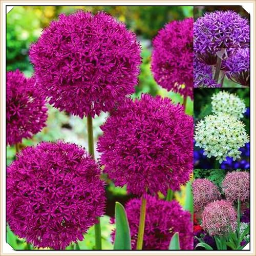 Winterharte mehrjährige Landschaftspflanzen Seltene Allium Einfach zu Pflegen Schnelles -4zwiebeln-g von FKGNQS