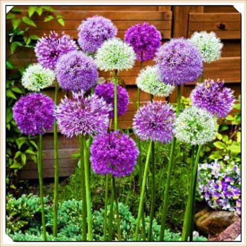 Winterharte mehrjährige Landschaftspflanzen Seltene Allium Einfach zu Pflegen Schnelles -6zwiebeln-a Winterharte mehrjährige Landschaftspflanzen Seltene Allium Einfach zu Pflegen Schnelles -6zwiebeln-a von FKGNQS