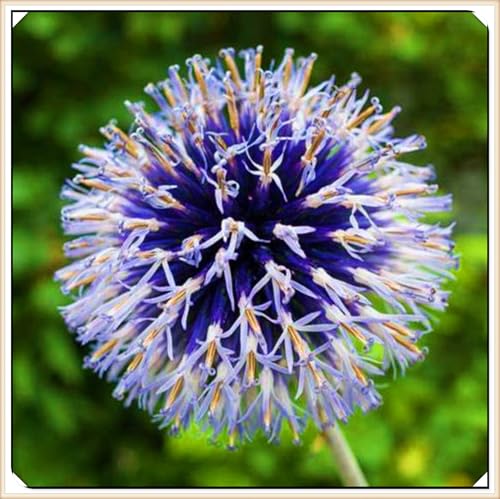 Winterharte mehrjährige Landschaftspflanzen Seltene Allium Einfach zu Pflegen Schnelles -6zwiebeln-d von FKGNQS