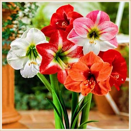 Winterharte mehrjährige Landschaftspflanzen Seltene Amaryllis Einfach zu Pflegen Schnelles -1zwiebeln-g Winterharte mehrjährige Landschaftspflanzen Seltene Amaryllis Einfach zu Pflegen Schnelles -1zwiebeln-g von FKGNQS