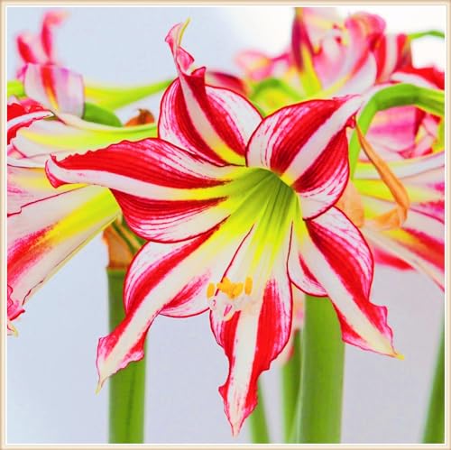 Winterharte mehrjährige Landschaftspflanzen Seltene Amaryllis Einfach zu Pflegen Schnelles -4zwiebeln-f Winterharte mehrjährige Landschaftspflanzen Seltene Amaryllis Einfach zu Pflegen Schnelles -4zwiebeln-f von FKGNQS