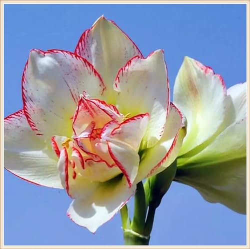 Winterharte mehrjährige Landschaftspflanzen Seltene Amaryllis Einfach zu Pflegen Schnelles -5zwiebeln-c Winterharte mehrjährige Landschaftspflanzen Seltene Amaryllis Einfach zu Pflegen Schnelles -5zwiebeln-c von FKGNQS