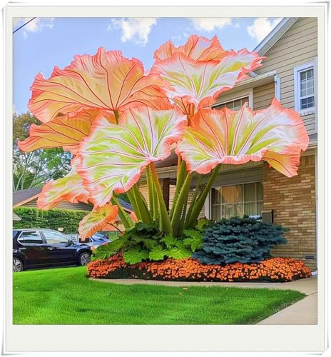 Winterharte mehrjährige Landschaftspflanzen Seltene Elefantenohr Einfach zu Pflegen Schnelles -10knollen-h Winterharte mehrjährige Landschaftspflanzen Seltene Elefantenohr Einfach zu Pflegen Schnelles -10knollen-h von FKGNQS