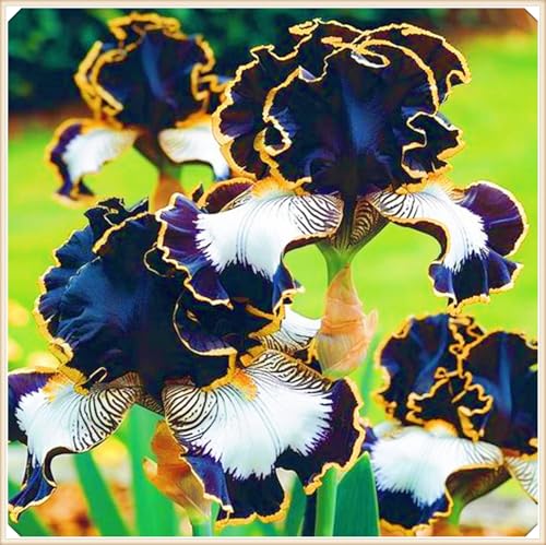 Winterharte mehrjährige Landschaftspflanzen Seltene Iris Einfach zu Pflegen Schnelles -10zwiebeln-a Winterharte mehrjährige Landschaftspflanzen Seltene Iris Einfach zu Pflegen Schnelles -10zwiebeln-a von FKGNQS