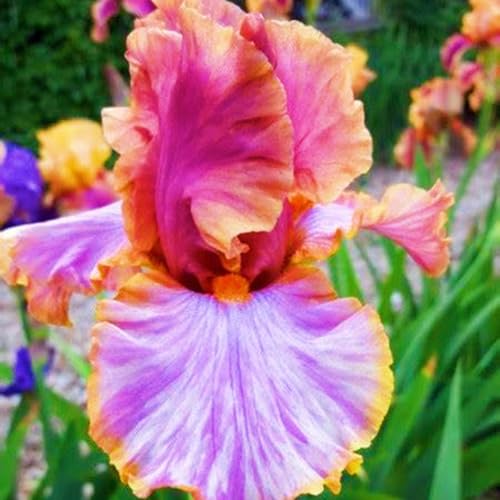 Winterharte mehrjährige Landschaftspflanzen Seltene Iris Einfach zu Pflegen Schnelles -6zwiebeln-h Winterharte mehrjährige Landschaftspflanzen Seltene Iris Einfach zu Pflegen Schnelles -6zwiebeln-h von FKGNQS