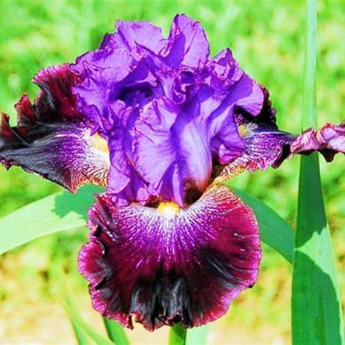 Winterharte mehrjährige Landschaftspflanzen Seltene Iris Einfach zu Pflegen Schnelles -8zwiebeln-e von FKGNQS