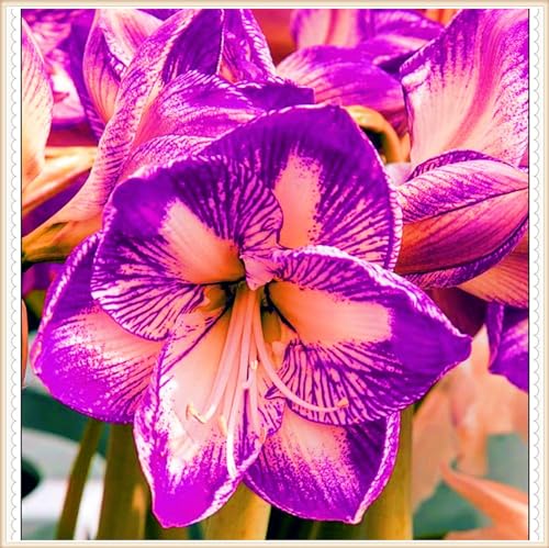 Winterharte mehrjährige Seltene Amaryllis Landschaftspflanzen Einfach zu Pflegen Schnelles -4zwiebeln-a Winterharte mehrjährige Seltene Amaryllis Landschaftspflanzen Einfach zu Pflegen Schnelles -4zwiebeln-a von FKGNQS