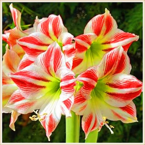 Winterharte mehrjährige Seltene Amaryllis Landschaftspflanzen Einfach zu Pflegen Schnelles -4zwiebeln-e Winterharte mehrjährige Seltene Amaryllis Landschaftspflanzen Einfach zu Pflegen Schnelles -4zwiebeln-e von FKGNQS