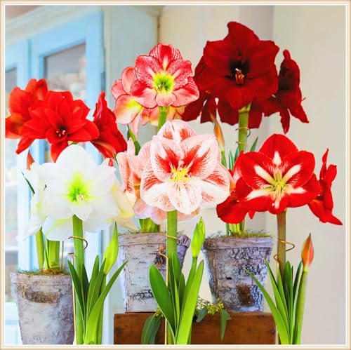 Winterharte mehrjährige Seltene Amaryllis Landschaftspflanzen Einfach zu Pflegen Schnelles -4zwiebeln-g Winterharte mehrjährige Seltene Amaryllis Landschaftspflanzen Einfach zu Pflegen Schnelles -4zwiebeln-g von FKGNQS
