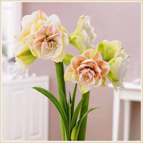 Winterharte mehrjährige Seltene Amaryllis Landschaftspflanzen Einfach zu Pflegen Schnelles -5zwiebeln-b von FKGNQS