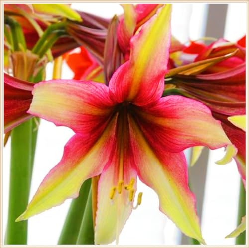 Winterharte mehrjährige Seltene Amaryllis Landschaftspflanzen Einfach zu Pflegen Schnelles -5zwiebeln-c von FKGNQS