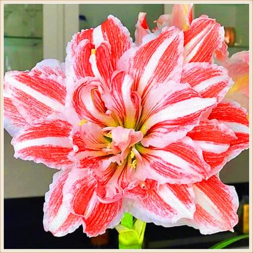 Winterharte mehrjährige Seltene Amaryllis Landschaftspflanzen Einfach zu Pflegen Schnelles -5zwiebeln-f Winterharte mehrjährige Seltene Amaryllis Landschaftspflanzen Einfach zu Pflegen Schnelles -5zwiebeln-f von FKGNQS