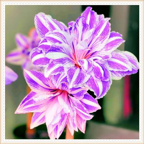 Winterharte mehrjährige Seltene Amaryllis Landschaftspflanzen Einfach zu Pflegen Schnelles -5zwiebeln-h Winterharte mehrjährige Seltene Amaryllis Landschaftspflanzen Einfach zu Pflegen Schnelles -5zwiebeln-h von FKGNQS