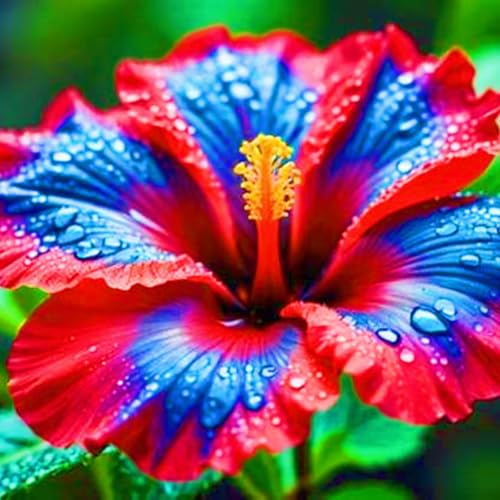 Winterharte mehrjährige Seltene Hibiskus Einfach zu Pflegen Schnelles Gärten Geschenk bereit-1zwiebeln-f Winterharte mehrjährige Seltene Hibiskus Einfach zu Pflegen Schnelles Gärten Geschenk bereit-1zwiebeln-f von FKGNQS