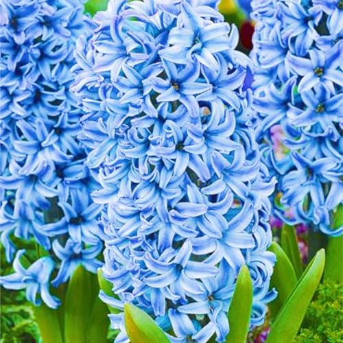 Winterharte mehrjährige Seltene Hyazinthen Landschaftspflanzen Einfach zu Pflegen Schnelles -2zwiebeln-a von FKGNQS