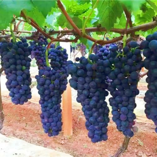 Winterharte mehrjährige Seltene Tafel-Trauben Einfach zu Pflegen-1zwiebeln-b Winterharte mehrjährige Seltene Tafel-Trauben Einfach zu Pflegen-1zwiebeln-b von FKGNQS