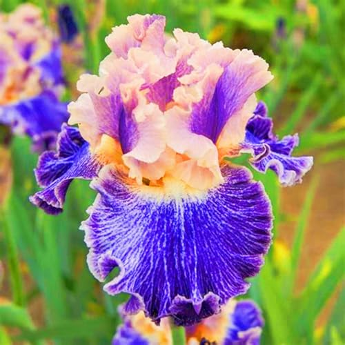 Winterharte mehrjährige Überraschungsgeschenk Seltene Iris Einfach zu Pflegen Schnelles -4zwiebeln-f Winterharte mehrjährige Überraschungsgeschenk Seltene Iris Einfach zu Pflegen Schnelles -4zwiebeln-f von FKGNQS