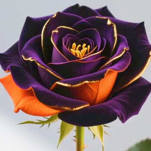 Winterharte mehrjährige Überraschungsgeschenk Seltene Rosen Schnelles Gärten Geschenk bereit-1Rosenzwiebeln-f von FKGNQS