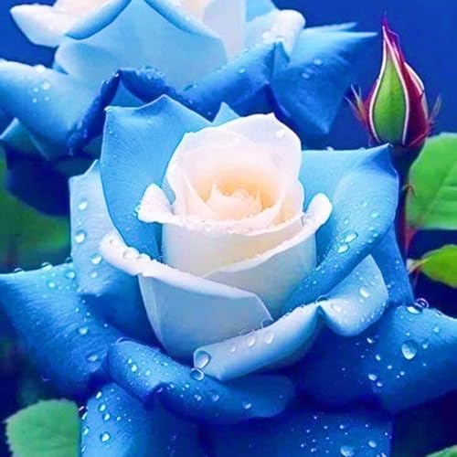 Winterharte mehrjährige Überraschungsgeschenk Seltene Rosen Schnelles Gärten Geschenk bereit-4Rosenzwiebeln-b Winterharte mehrjährige Überraschungsgeschenk Seltene Rosen Schnelles Gärten Geschenk bereit-4Rosenzwiebeln-b von FKGNQS