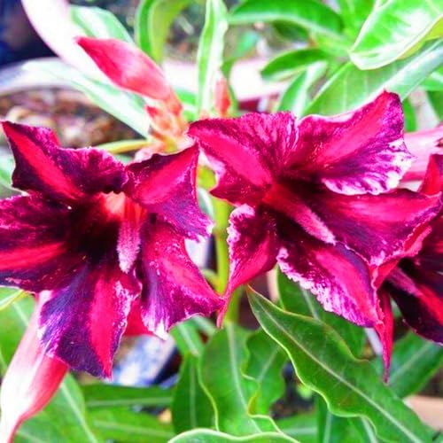 WüStenrose Pflanze WüStenrosen Zwiebeln WüStenrose Bonsai Adenium Pflanze,Einfach Zu Pflanzen-1knolle-a WüStenrose Pflanze WüStenrosen Zwiebeln WüStenrose Bonsai Adenium Pflanze,Einfach Zu Pflanzen-1knolle-a von FKGNQS