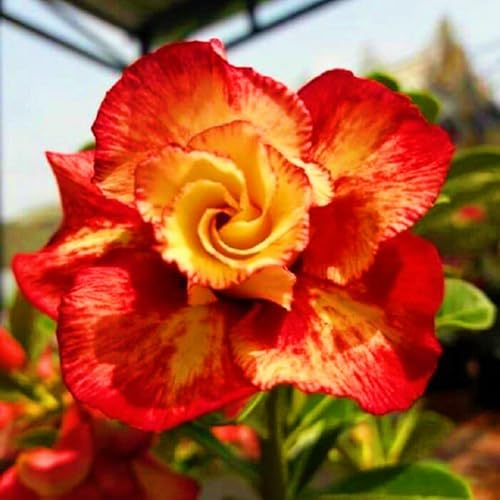 WüStenrose Pflanze WüStenrosenRhizome Adenium Pflanze,WüStenrose Bonsai Einfach Zu Pflanzen-2knolle-b von FKGNQS