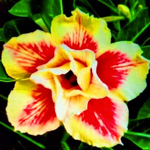 WüStenrose Pflanze WüStenrosenRhizome Adenium Pflanze,WüStenrose Bonsai Einfach Zu Pflanzen-5knolle-h von FKGNQS