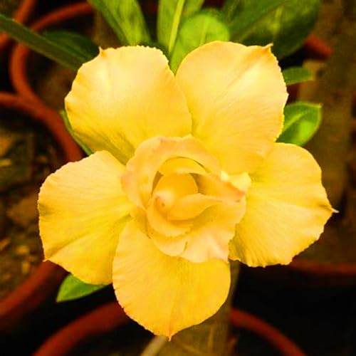 WüStenrosen Zwiebeln WüStenrose Bonsai Adenium Pflanze,WüStenrose Pflanze Einfach Zu Pflanzen-5knolle-f WüStenrosen Zwiebeln WüStenrose Bonsai Adenium Pflanze,WüStenrose Pflanze Einfach Zu Pflanzen-5knolle-f von FKGNQS