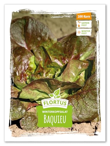 FLORTUS 2000-1051 Winterkopfsalat Baquieu (Kopfsalatsamen) von FLORTUS Freude an Vielfalt
