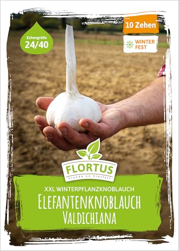 FLORTUS – Winterpflanzknoblauch Valdichiana Elefantenknoblauch 10 Zehen zertifiziertes Pflanzgut, keine Samen – Zehengröße 24-40 mm – winterhart, sehr große Steckzehen mild im Geschmack von FLORTUS Freude an Vielfalt