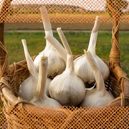 FLORTUS 2000-2457 XXL Winterpflanzknoblauch Elefantenknoblauch Valdichiana (Pflanzknoblauch), Menge:5 Zehen von FLORTUS Freude an Vielfalt